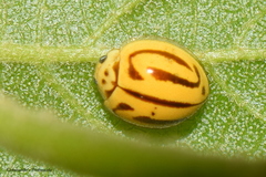 Anegleis cardoni