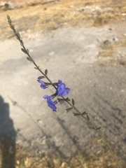 Salvia reptans