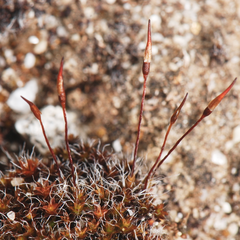 Syntrichia caninervis
