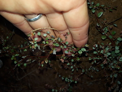 Phyllanthus parvulus parvulus