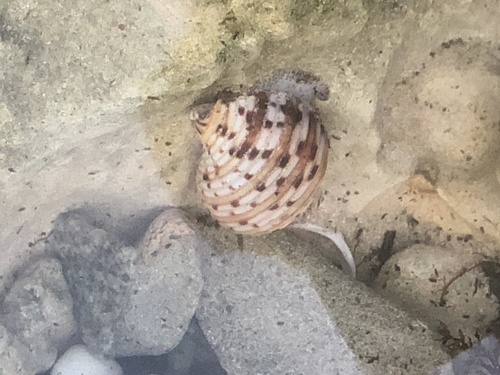 Tonna variegata, 2026-06-28