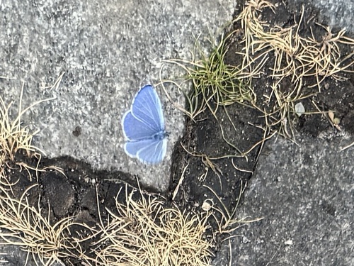 Holly Blue