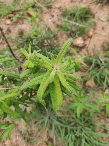 Vicoa indica, 2026-06-28