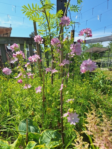 musk mallow