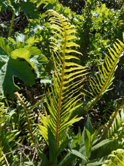 Polystichum imbricans