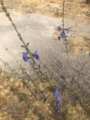 Salvia reptans
