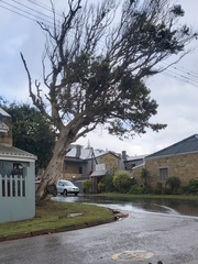 Eucalyptus camaldulensis