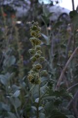 Ambrosia chenopodiifolia