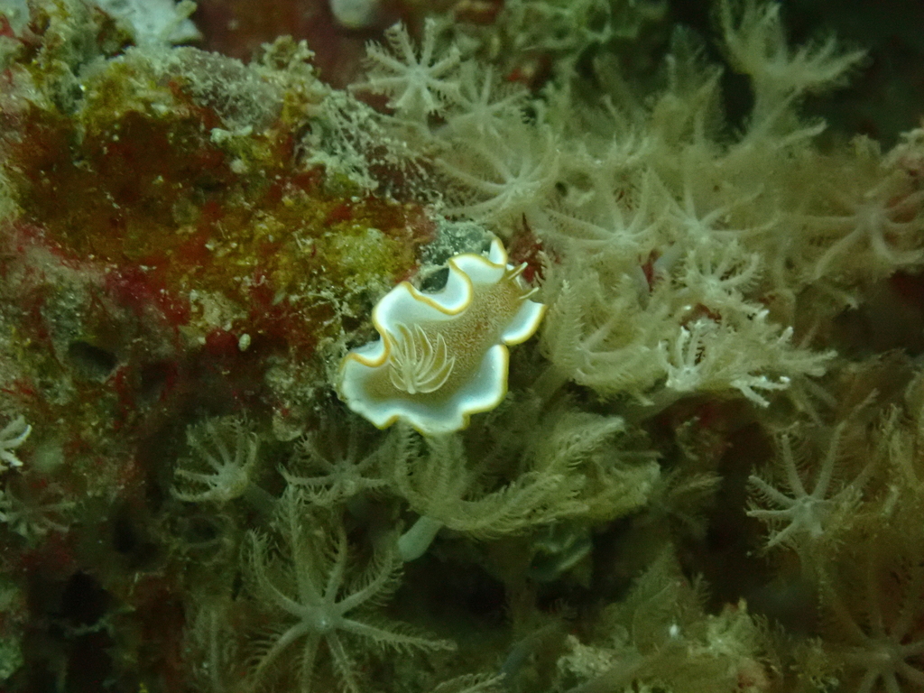 Caramel Nudibranch