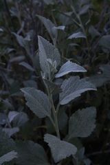 Ambrosia chenopodiifolia