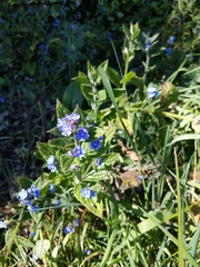 Pentaglottis sempervirens