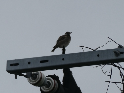 White-cheeked Starling
