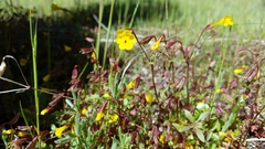 Erythranthe laciniata