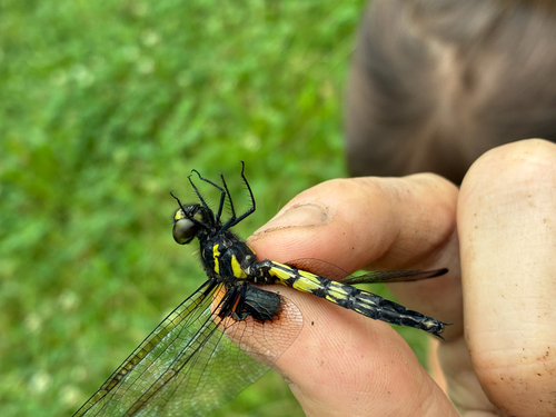 Pied Skimmer