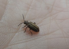 Neolochmaea brevicornis