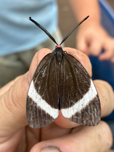 Pidorus atratus
