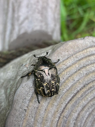 Protaetia brevitarsis brevitarsis