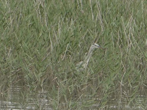 Eastern Grey Heron