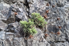 Saxifraga burseriana