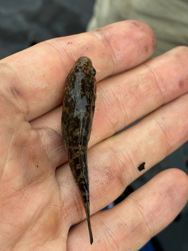 Frog Goby