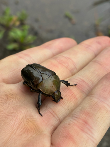 Japanese Drone Beetle