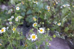 Amauria rotundifolia