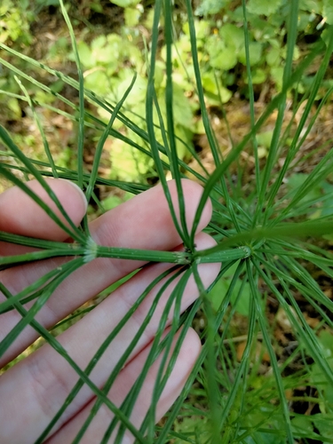 field horsetail
