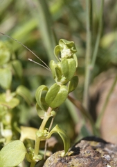 Theligonum cynocrambe
