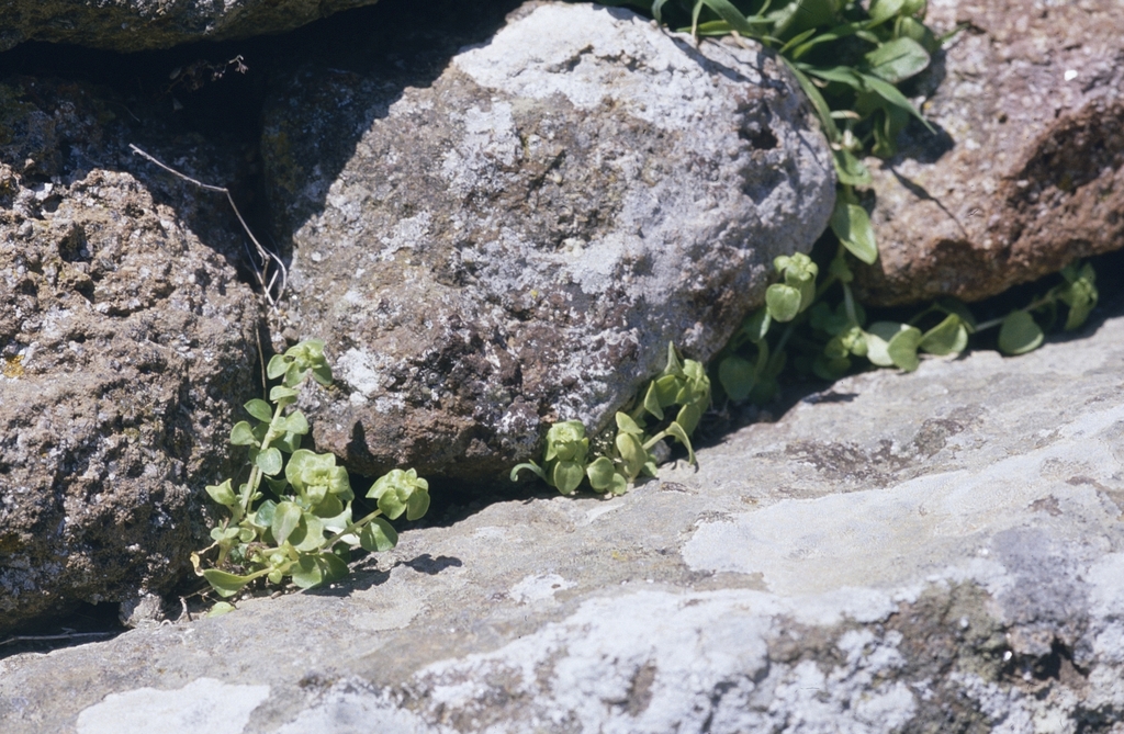 Theligonum cynocrambe; photograph (c) F. Bemmerlein-Lux, some rights reserved (CC BY)