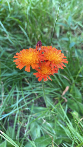 orange hawkweed