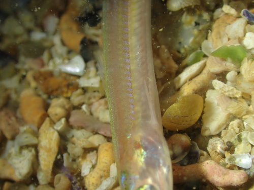 Smooth sandeel (Gymnammodytes semisquamatus) — Ammodytidae — 3