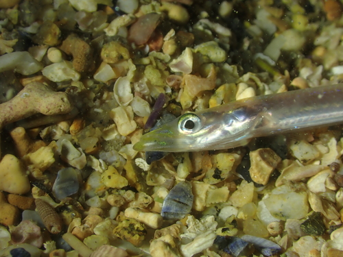 Smooth sandeel (Gymnammodytes semisquamatus) — Ammodytidae — 2