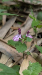 Suzukia shikikunensis, photograph (c) Cheng-Te Hsu, some rights reserved (CC BY)