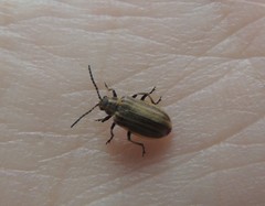 Neolochmaea brevicornis