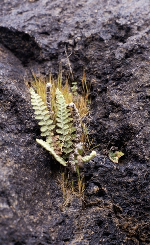 Cosentinia vellea