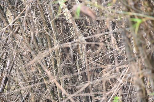 Tawny-bellied Babbler (Dumetia hyperythra), photo 6