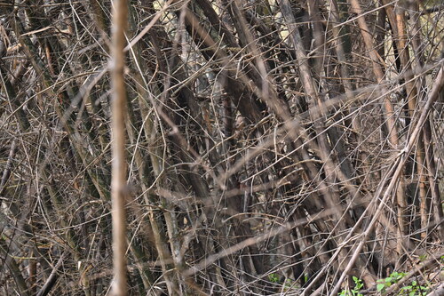 Tawny-bellied Babbler (Dumetia hyperythra), photo 7