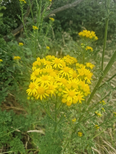 ragwort