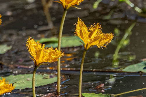 Nymphoides aurantiaca, photograph 1