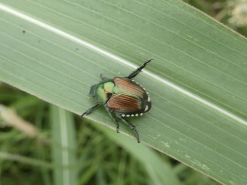 Japanese Beetle