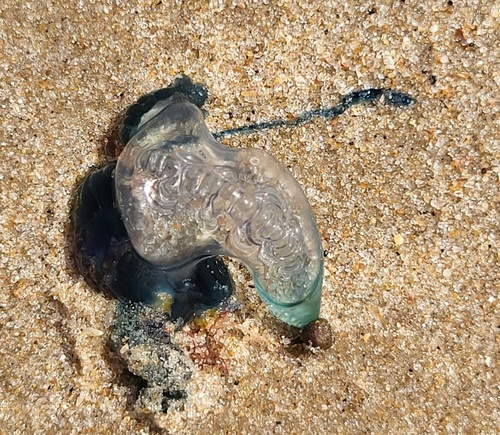 Indo-Pacific Man-O-War