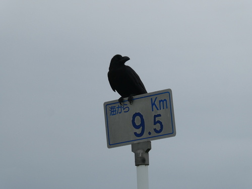 Japanese Crow
