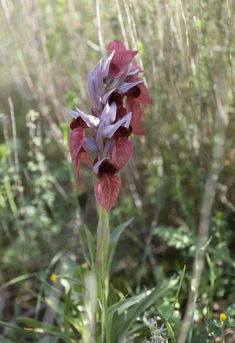 Serapias cordigera, photograph 1