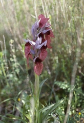 Serapias cordigera