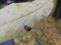 Neolochmaea brevicornis