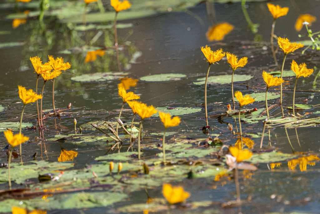 Nymphoides aurantiaca; photograph (c) Alan Bell, some rights reserved (CC BY)