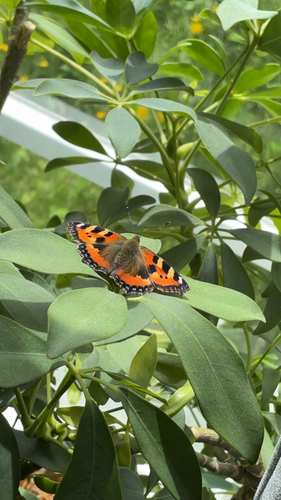 Small Tortoiseshell