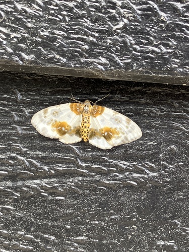 Clouded Magpie
