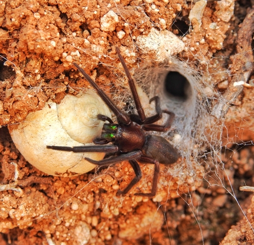Tube-dwelling Spider