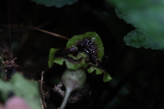 Asarum hypogynum